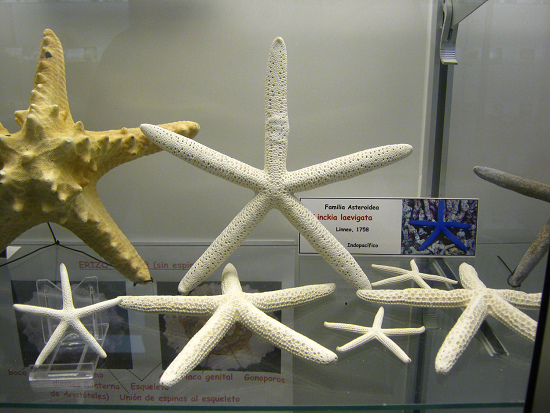 Linckia
laevigata Linckia laevigata