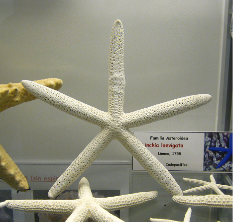 Linckia laevigata, Nahaufnahme 01 Linckia laevigata, Nahaufnahme 01