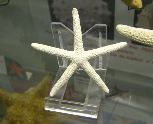 Linckia laevigata, Nahaufnahme 03 Linckia laevigata, Nahaufnahme 03