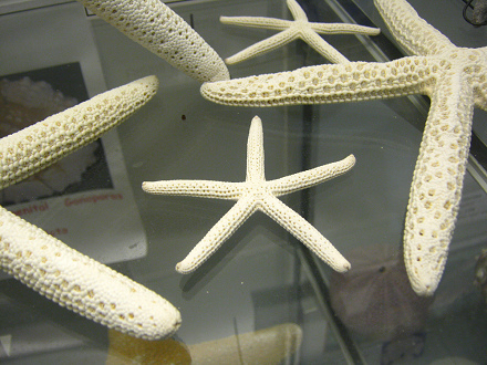 Linckia laevigata, Nahaufnahme 04 Linckia laevigata, Nahaufnahme 04