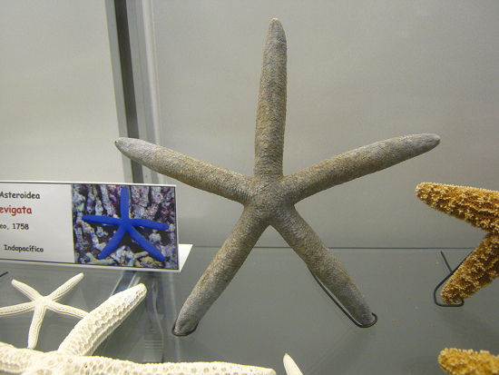 Linckia laevigata, Nahaufnahme 05 Linckia laevigata, Nahaufnahme 05