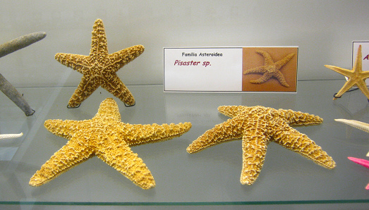 Pisaster sp