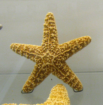 Pisaster
                          sp, Nahaufnahme 01