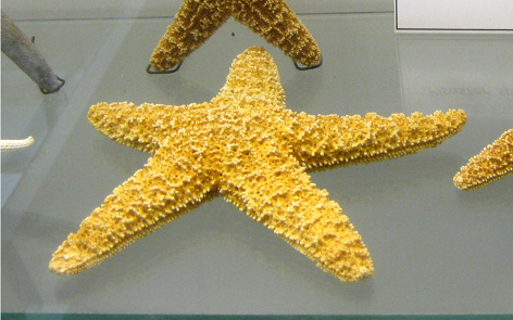 Pisaster
                          sp, Nahaufnahme 02