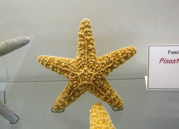 Pisaster sp, Nahaufnahme 03