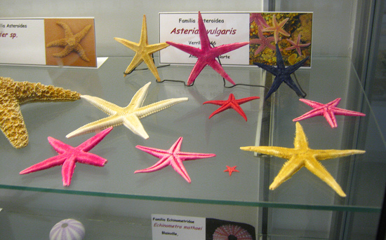 Asterias vulgaris, vista total 01