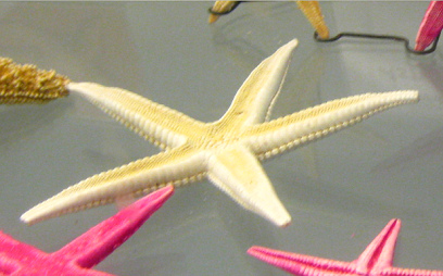 Asterias vulgaris, Nahaufnahme