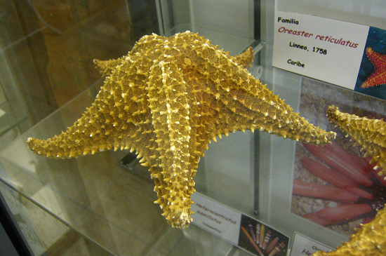 Oreaster reticulatus, Nahaufnahme