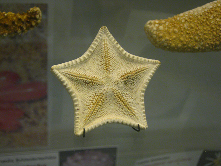 Asterina sp, Nahaufnahme