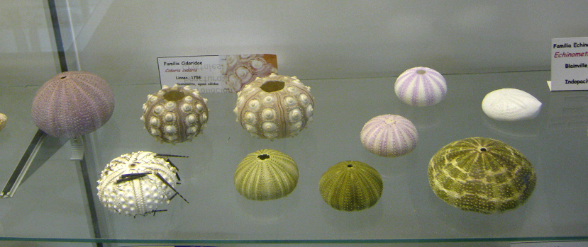 Cidaris cidaris, vista total Cidaris cidaris, vista total