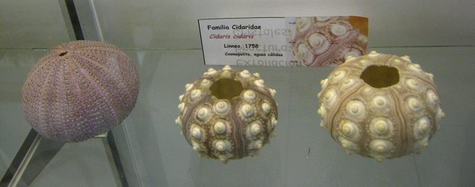 Cidaris cidaris Cidaris cidaris