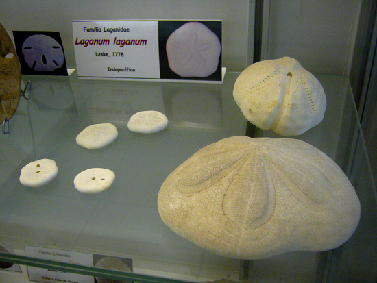 Laganum laganum Laganum laganum