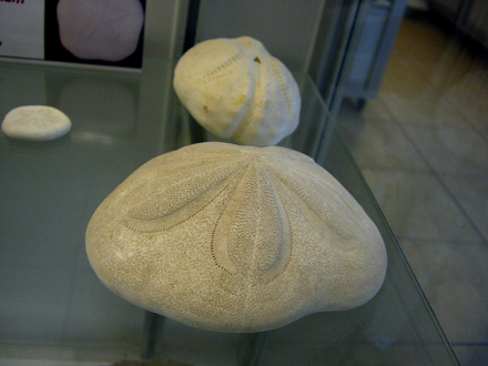 Laganum
laganum, Nahaufnahme 01 Laganum
laganum, Nahaufnahme 01