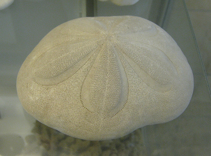 Laganum
laganum, Nahaufnahme 02 Laganum
laganum, Nahaufnahme 02