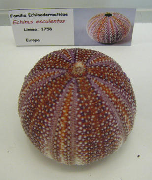 Echinus
                          esculentus, placa
