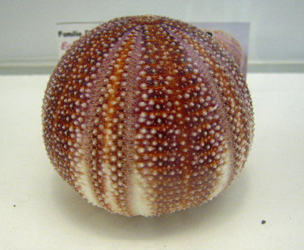 Echinus esculentus, Nahaufnahme