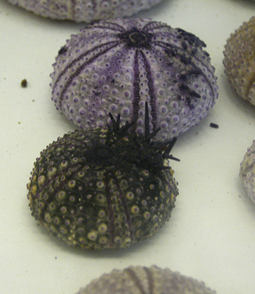 Tetrapigus
                          niger, Nahaufnahme