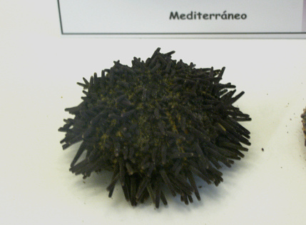 Arbacia lixula, Nahaufnahme