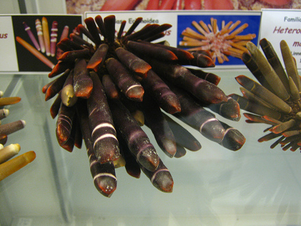 Heterocentrotus mamillatus, Nahaufnahme
                          01