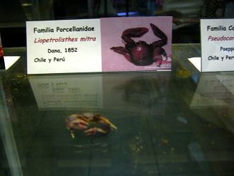 Liopetrolisthes mitra