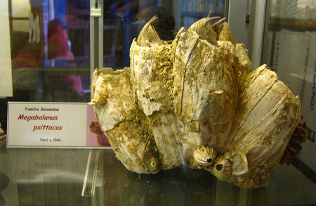 Megabalanus psittacus