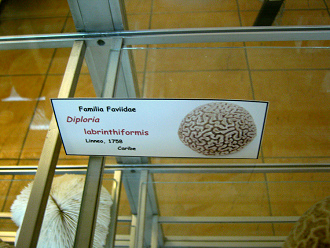 Diploria labrinthiformis, Tafel
