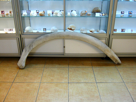 Rippe
                          eines Walfischs 02