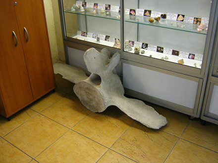 Ballena:
                          Wirbelknochen eines Walfischs 02