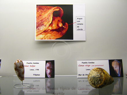 Das Merkblatt �ber die
                                    Gift-Harpune der Merschnecken
                                    Conidae