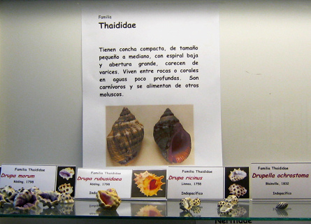 La hojas sobre los caracoles de
                                    la familia Thaididae