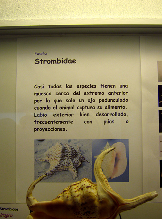 La hoja primera sobre los caracoles
                          Strombidae
