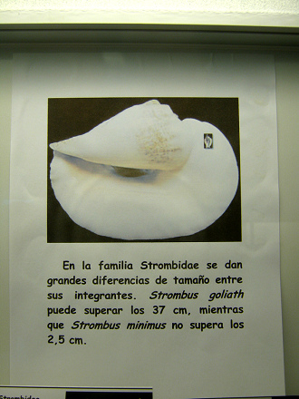 La hoja segunda sobre los caracoles
                          Strombidae