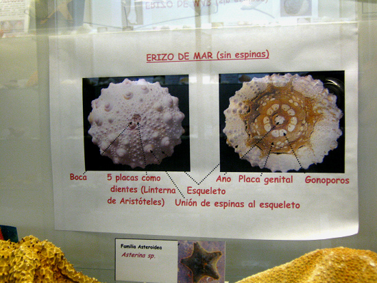 La hoja
sobre los erizos La hoja sobre los erizos