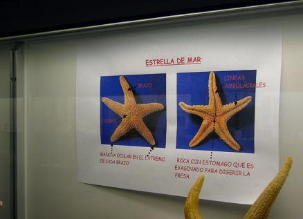 Das Merkblatt �ber die Seesterne mit
                            der Angabe von Armen (brazos), K�rper
                            (cuerpo), Augen an den Armenden (mancha
                            ocular en el extremo de cada brazo), und auf
                            der R�ckseite sin die Armlinien (l�neas
                            ambulacrales) sowie der Mund (boca) und der
                            Magen (est�mago).