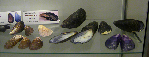 Aulacomya ater, Totale