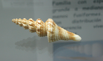 Fusiturricula jaquensis, primer
                                  plano; Familia: Turridae; Regin:
                                  Norte y Centro de Chile