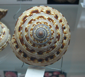 Architectonica
maxima, Nahaufnahme; Familie:
Architectonicidae; Region:
Indopacífico Architectonica maxima,
Nahaufnahme; Familie:
Architectonicidae; Region:
Indopacífico