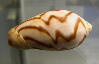 Oliva peruviana
fulgurata, Nahaufnahme Oliva peruviana fulgurata,
Nahaufnahme