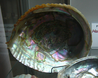 Haliotis corrugata,
Nahaufnahme Haliotis corrugata, Nahaufnahme