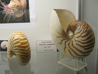 Nautilus
pompilius in Braun und Weiss Nautilus
pompilius in Braun und Weiss