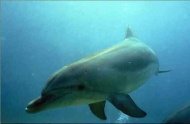 Delphin in Freiheit