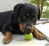 Hund mit Tennisball