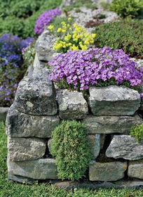 Trockenmauer 01: Daten und Pflanzen