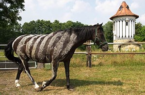 Pferd mit aufgemalten Zebrastreifen gegen
                      Pferdebremsen
