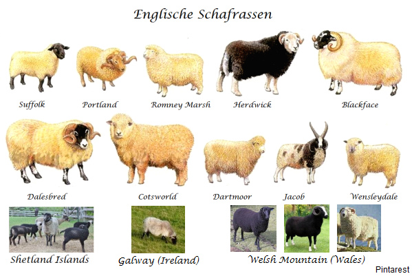Schafe der Schafrassen in
                                England