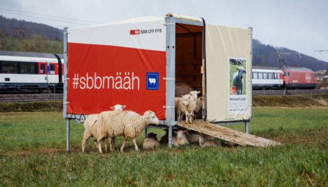 Die SBB hat eine
                        Skudde-Schafherde "Mh" angestellt,
                        die im Container untergebracht ist und die
                        Bahndmme abfrisst - Twitter: #sbbmh