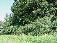 Nat�rlicher, unregelm�ssiger
                              Waldrand