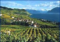 Weinberge Genfersee, wo fr�her sonniger Wald
                    gewachsen ist