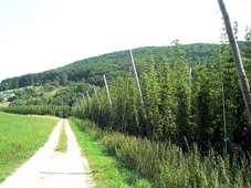 Hopfenanbau, Hopfen,
                              Hopfengarten, wo fr�her sonniger Wald
                              stand