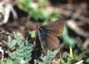 Schmetterlinge: Heller
                                    Alpenbl�uling weiblich